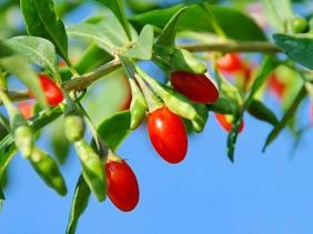 INSOLITE: Le piment le plus fort au monde